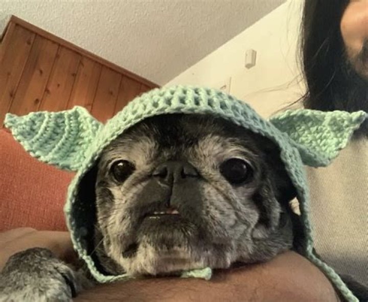 Eduardo Franco Pets