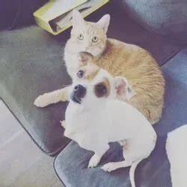 Mikey Way Pets